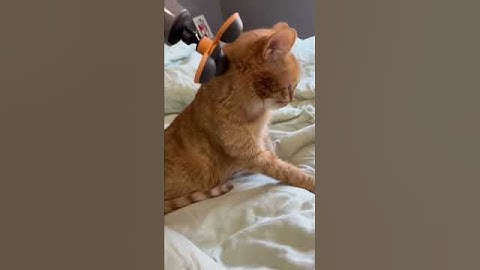 ULTIMATE 🐱 MASSAGER