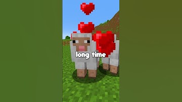 RAINBOW SHEEP! #shorts