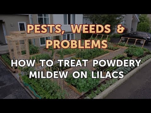 How to Treat Powdery Mildew on Lilacs