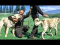 Yaban Hayatında Küçükbaş Hayvancılık Yapan Çobanın Hikayesi