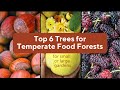 Top 6 food forest trees for temperate zones  2 bonuses at the end