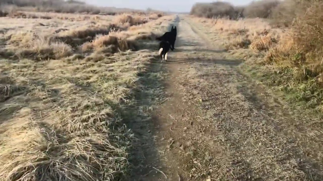 Alltag mit Hund - Die Grundlagen