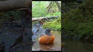 Robin Rocks the Mountain spring