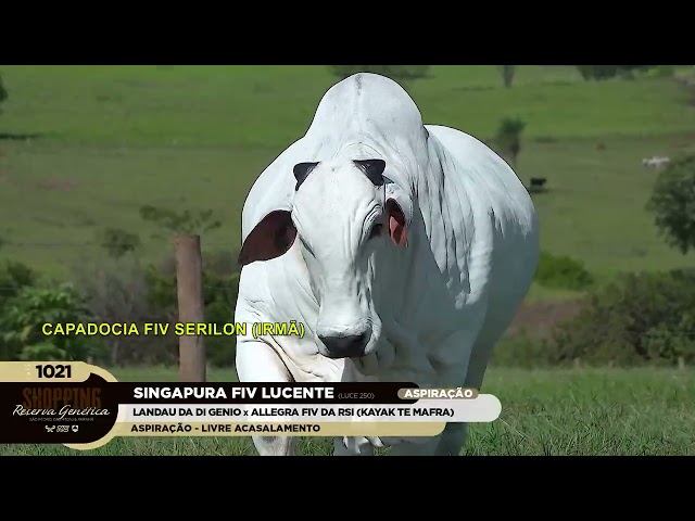 LOTE 1021   SINGAPURA FIV LUCENTE   LUCE 250 zap