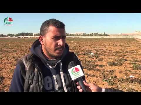 مزارعون يطالبون بالتعويض عقب موجة الصقيع   الحقيقة الدولية