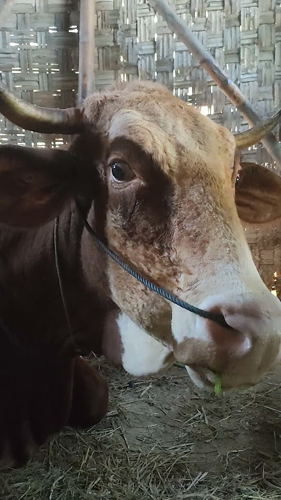 sapi makan petai #sapisimental #peternakmuda #sapi #shorts #viralvideo #fpy #fyp