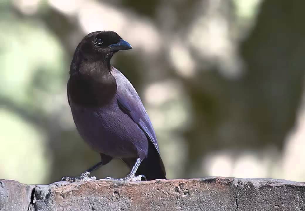 Urraca Morada Cantando Sonido para Llamar El Mejor