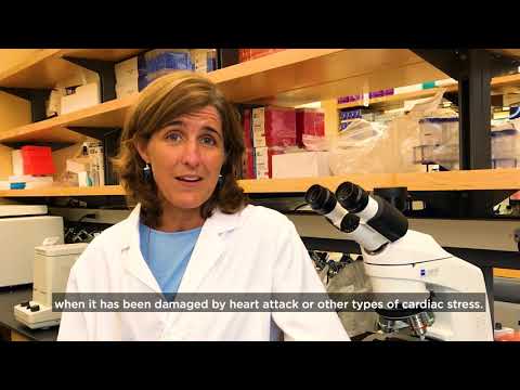 Tufts University School of Medicine Scientists Studying Immune System