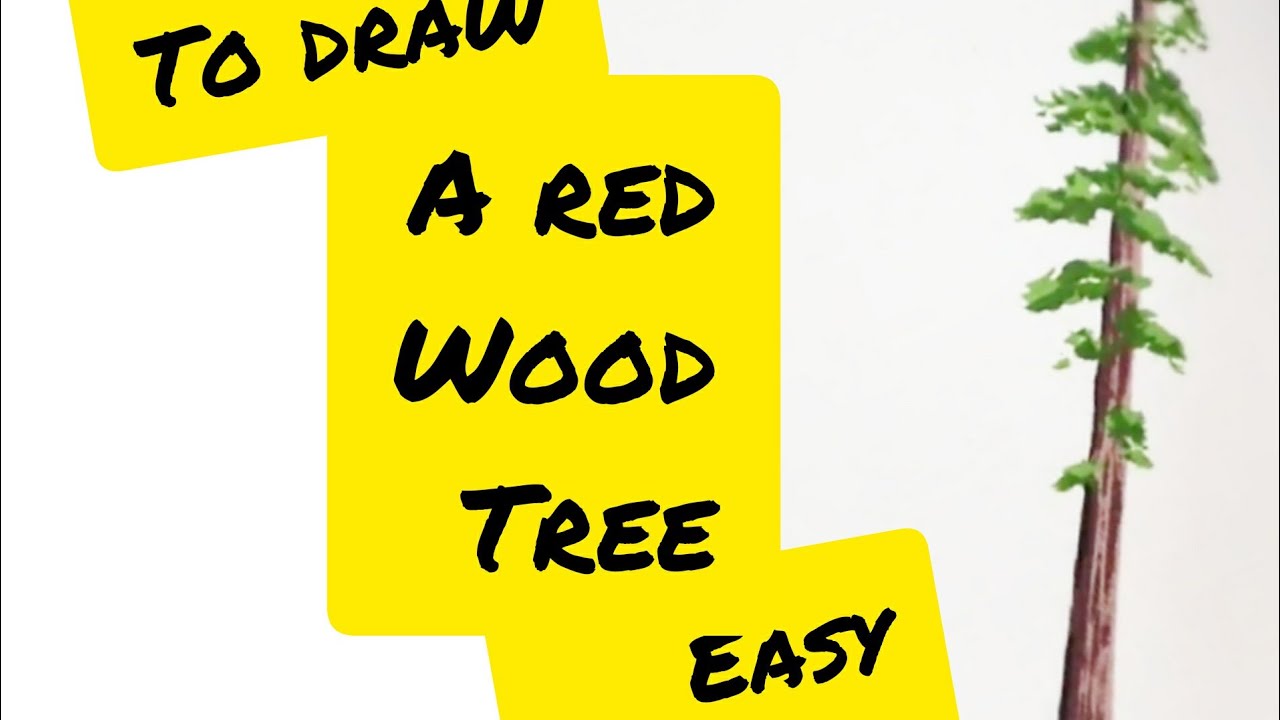 How To Draw A Redwood Tree