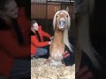 Horse With Girls Smile Horse تدليع الخيل دلع لعب مع الخيل افضل صديق Horse With Girls Smile Horse تدليع الخيل دلع لعب مع الخيل افضل صديق