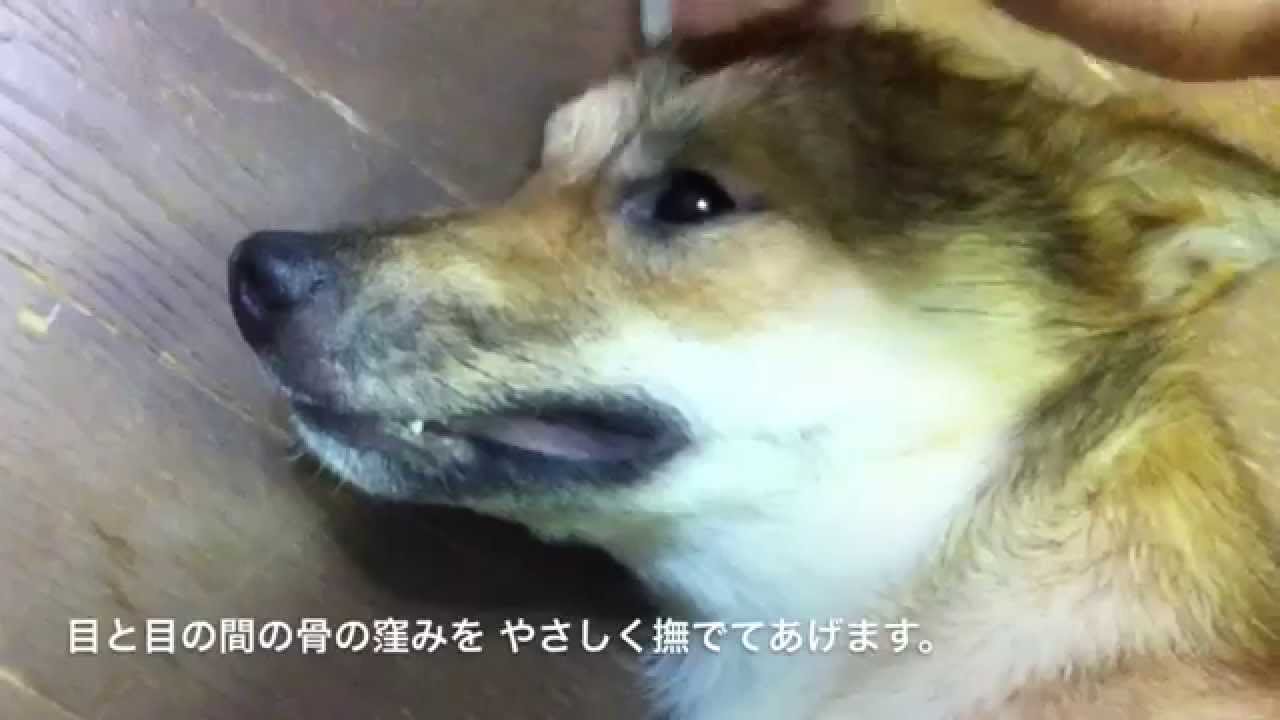 1分間で噂の検証 25 犬が喜ぶ5つの場所 Youtube