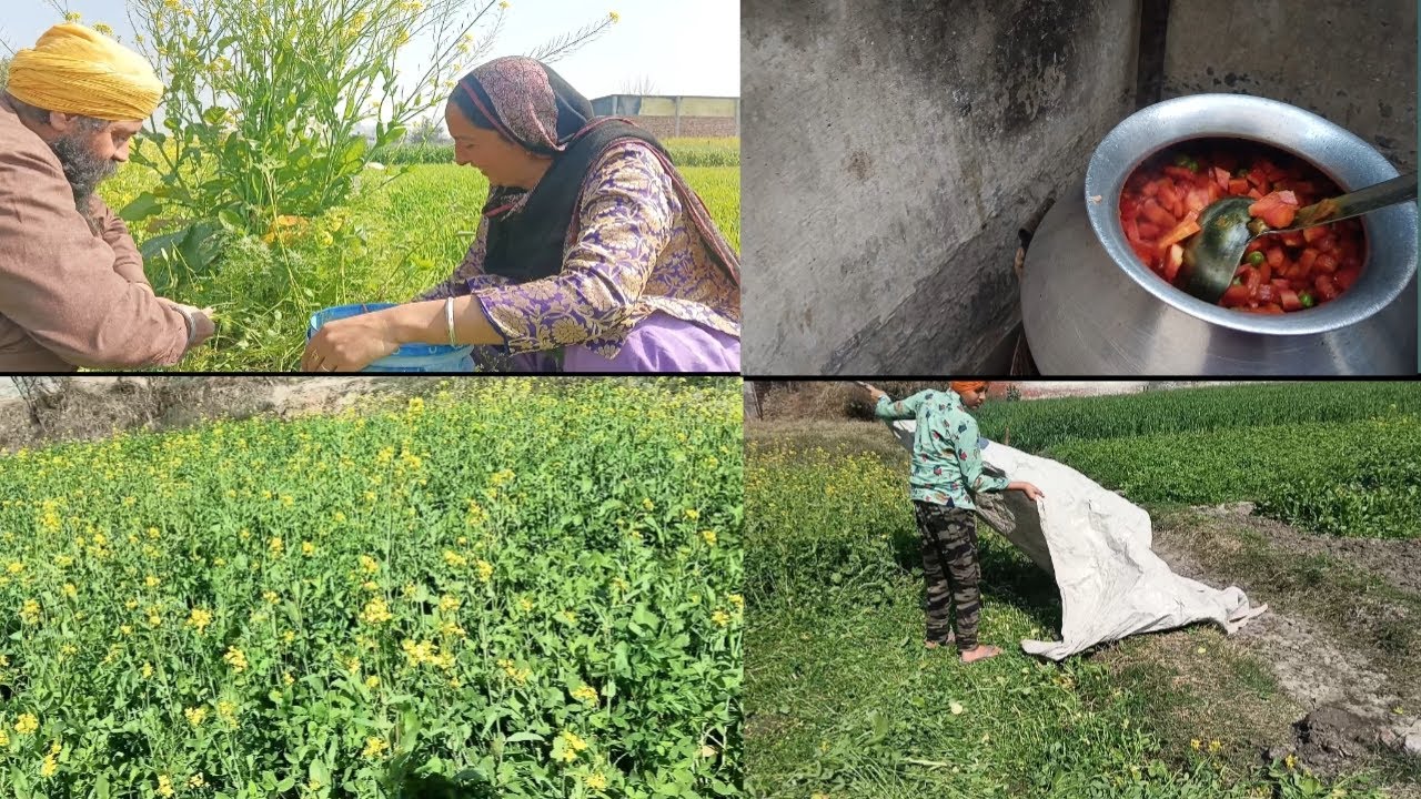 ਕਦੇ ਕਦੇ ਗਾਜਰਾਂ ਪੱਟਣਾ ਵੀ ਮੁਸ਼ਕਿਲ ਕੰਮ ਹੋ ਜਾਂਦਾ || by Badding Family vlogz ||