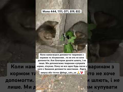 #рекомендації #cat #допомогатваринам #хвостики #пушистик #котики #україна #животные #жена #дом #фуп