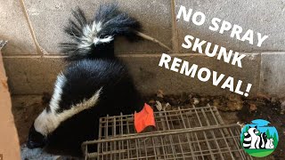 How To Catch A Skunk Without It Spraying. by Animal Trackers Wildlife 5,760 views 5 years ago 3 minutes, 45 seconds