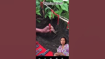 Running tree exist?#trendingshorts  #amazingshorts #tree #nature