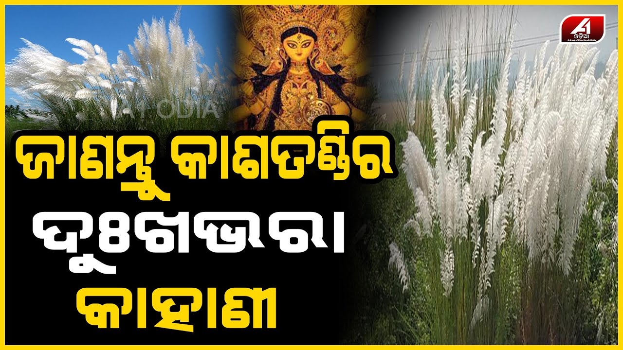 ଜାଣିଛନ୍ତି କି ମାଆ ଦୁର୍ଗାଙ୍କ ପାଖରେ ଲାଗି ହେଉଥିବା କାଶତଣ୍ଡିର ରହସ୍ୟ  | LoveStory | Kashatandi |MaaDurga |