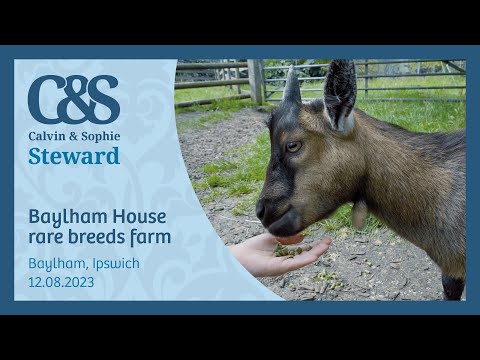 Baylham House rare breeds farm 12.08.23