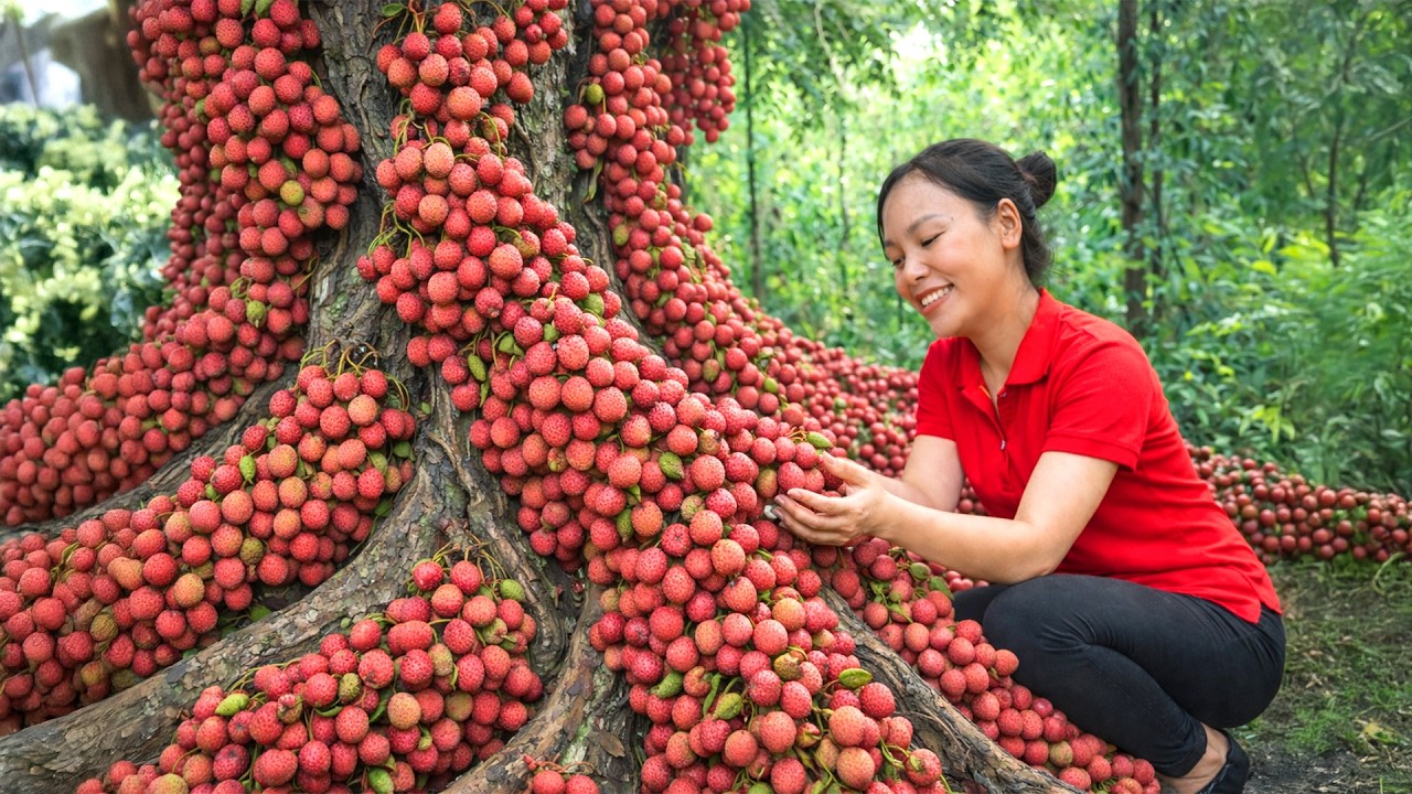 [TIMELAPSE] - 578 Days Harvesting Many Wild Lychee,Oranges,Local Apples Go To Market Sell & Cooking