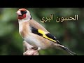 نهرات الحسون البري  🐦 chant de chardonneret goldfinch song #gold_finch #goldfinch #bird