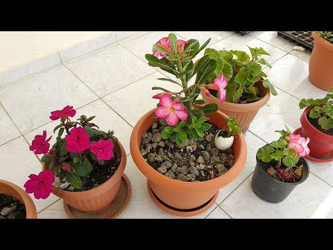 Video: Cuidando Las Flores De Interior En Invierno