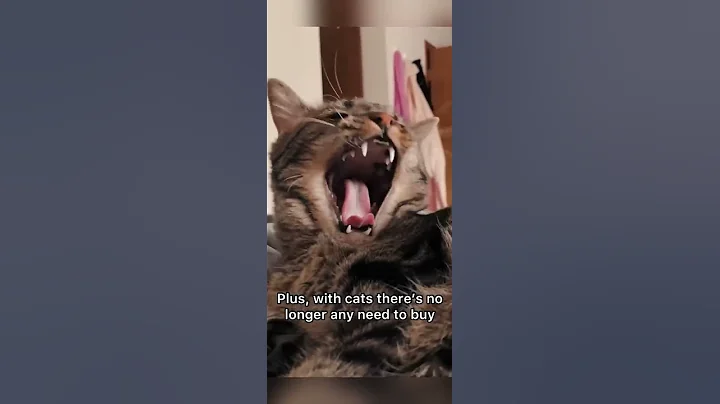 Reality of owning cats 😖 - DayDayNews