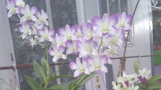 Some tips and Idea for  Orchids