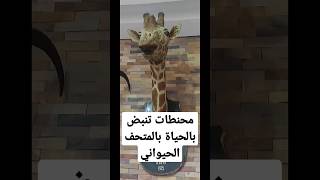 محنطات المتحف الحيواني بحديقة الحيوان بالجيزة  وكأنها تنبض بالحياة #shortvideo