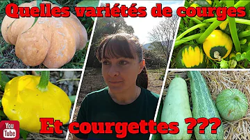 Quel mois pour les courgettes ?