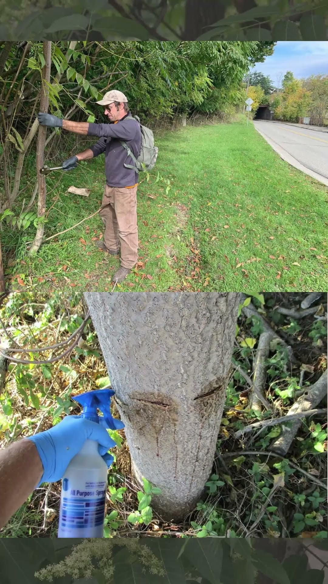 Tree of Heaven, or Tree of Hell? | InVASEive Species ep 1 #trees #woodworking