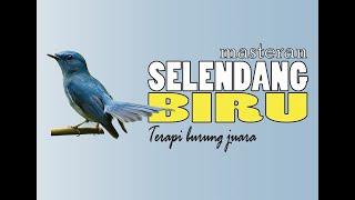 Burung Slendang Biru - Terapi Burung Juara