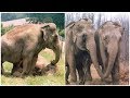 After 22 Years Apart, Former Circus Elephants Share The Most Emotional Reunion