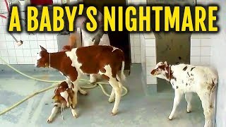 What Happens To The Male Calves In The Dairy Industry?