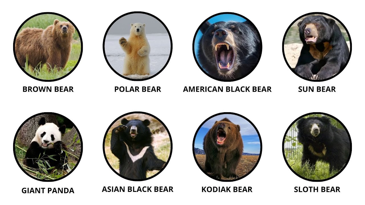 Every Bear on Earth Explained in 7 Minutes!