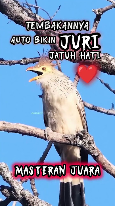 Masteran tembakan ngeri (GUIRA CUCKOO) #guiracuckoo #masteranburung #cuckoobird #birds #fyp