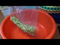 輕鬆種出綠豆芽 | 用塑膠袋來種豆芽菜 how to mung bean sprouts