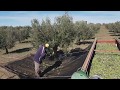 Recogida de aceituna Campaña 2018-19 en Olivar de lasolana2