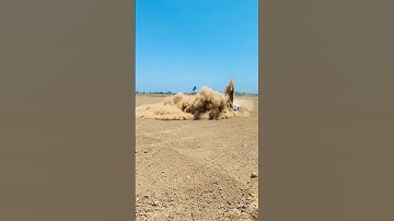 dzire modified drifting status #short#modified#anant&ani#