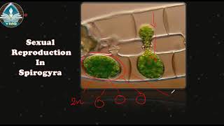Sexual Reproduction in Spirogyra