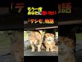 「亡くなって３年...もう一度あなたに逢いたい」　心優しき地域猫😺「テシモ」　人も猫もあなたの事が大好きで、いつも周りには沢山の仲間がいましたね。あなたの事は忘れる事はできません。　#shorts