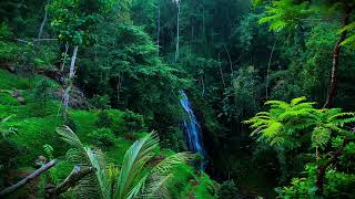 Hidden Forest Waterfall Sounds 🌿 Relaxing Nature Ambience for Sleep, Study & Meditation (3 Hours)
