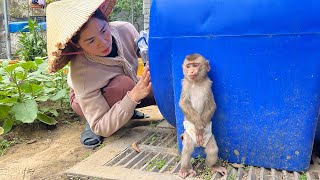 Baby monkey Tina did something wrong and ran away but was found by her mother.