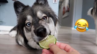 My Husky Reacts to Trying Eat Lime #Husky #Funny