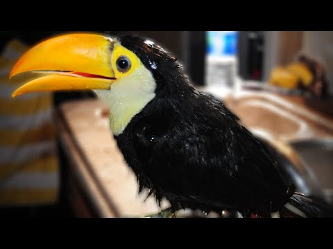 Toucan falls in the sink