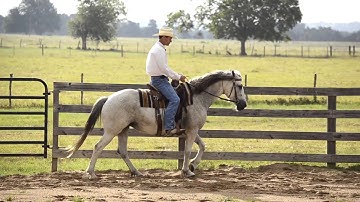3 Minute Training Tip - Soft Smooth Transitions - Walk to Back Up