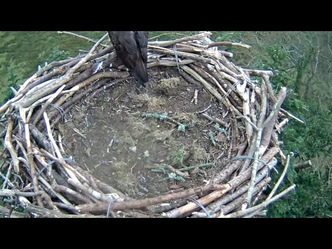 Glaslyn Ospreys Live Stream