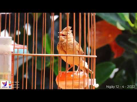 Video: Chim sơn ca Kursk. Chim sơn ca là loài chim di cư. Nightingale - chim sơn ca