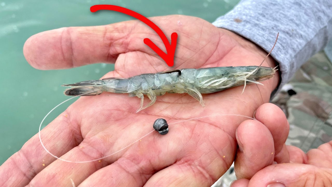 How To Rig Dead Shrimp For Picky Inshore Fish (Bonefish, Redfish
