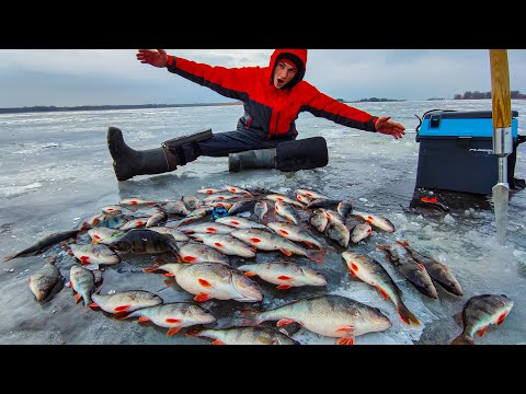 ЭТО ШОК! ОДЕЛ МИКРО БАЛАНСИР И НАКОСИЛ ОКУНЕЙ МОНСТРОВ! Ловля крупного окуня. Зимняя рыбалка 2023