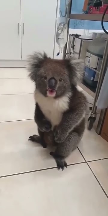 Cute Koalas Playing 🐨 Funny Koala Bears [Funny Pets]