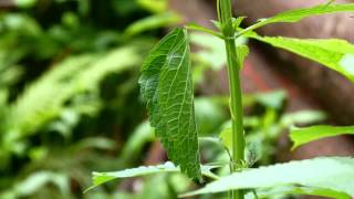 Leaf-rolling Weevil Working in Timelapse